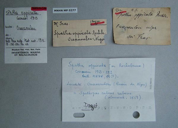 specimen