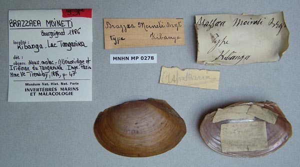 specimen