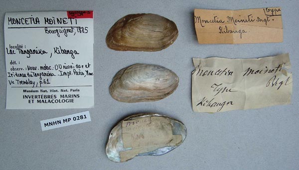 specimen