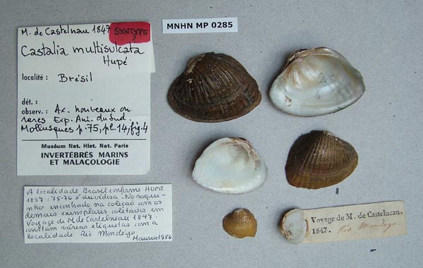 specimen