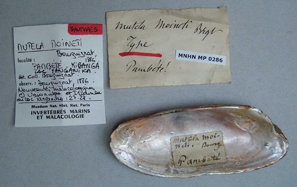 specimen