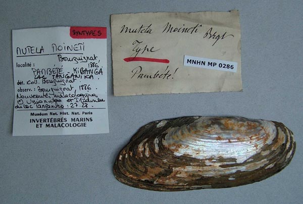 specimen