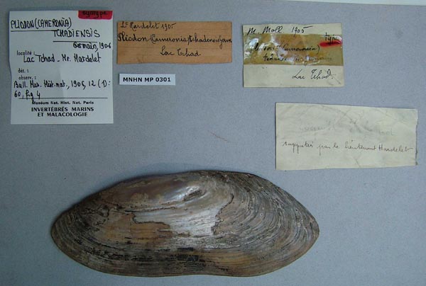 specimen