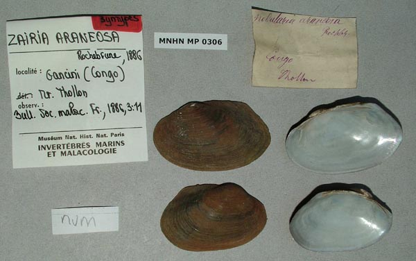 specimen