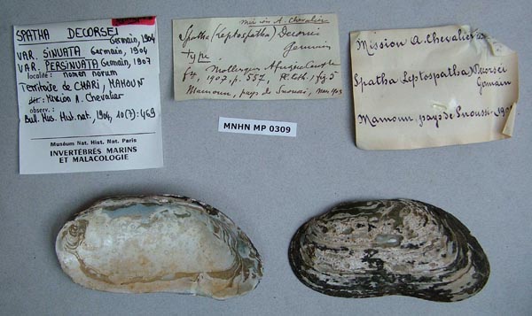 specimen