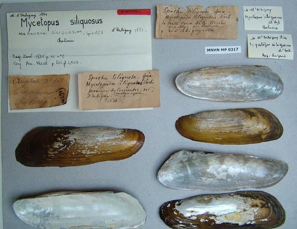 specimen