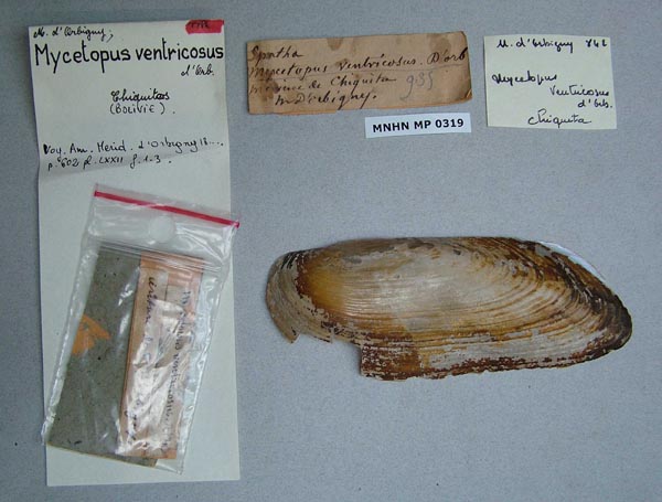 specimen