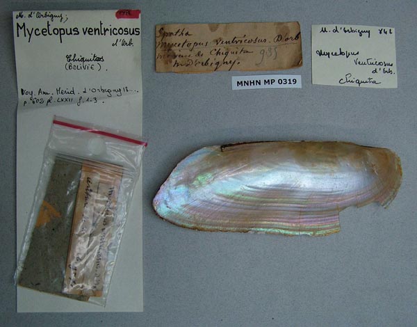 specimen