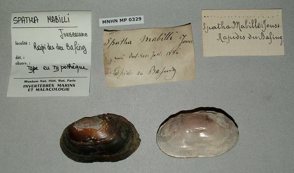 specimen