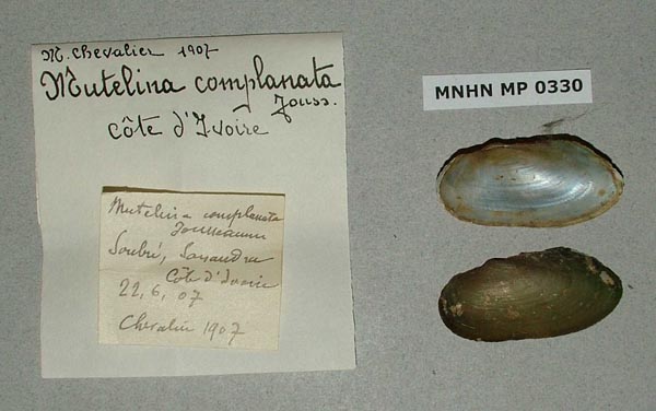 specimen