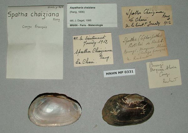 specimen