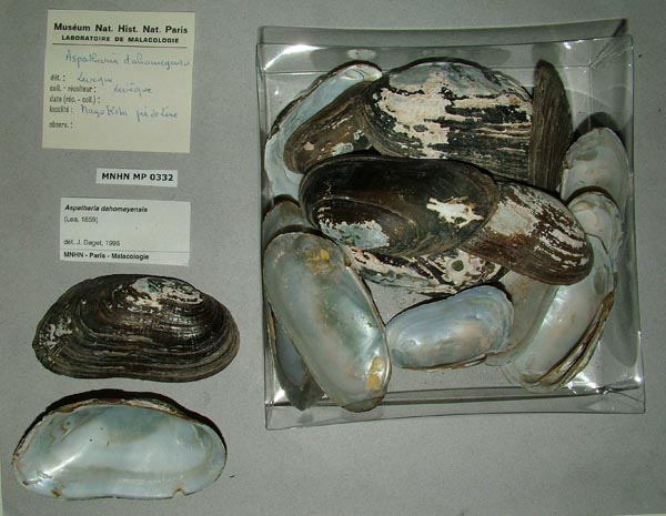 specimen