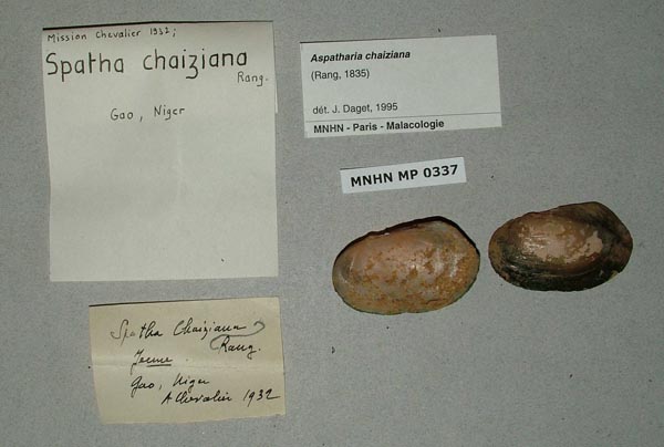specimen