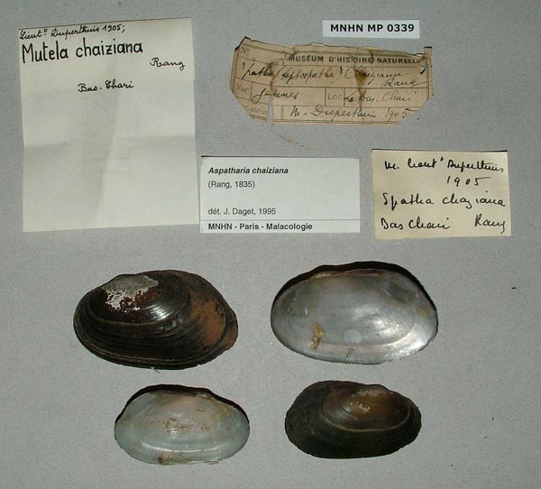 specimen