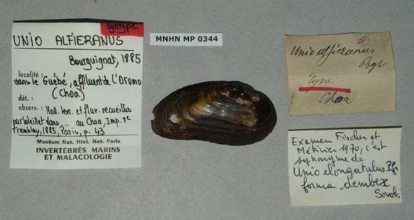 specimen