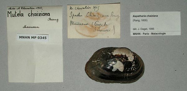 specimen