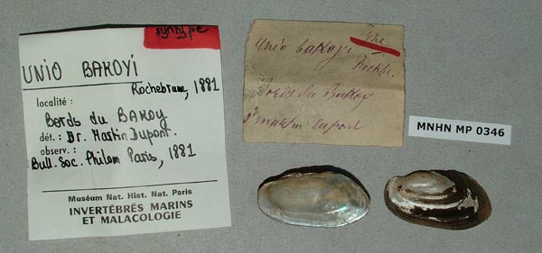 specimen