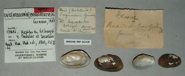 specimen