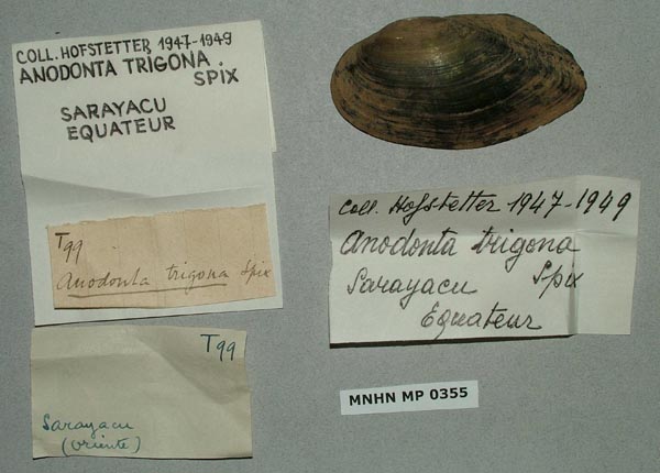 specimen
