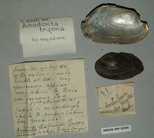 specimen