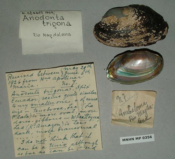 specimen