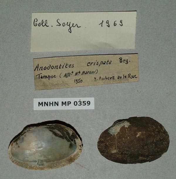 specimen