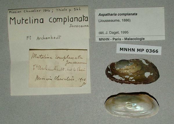 specimen