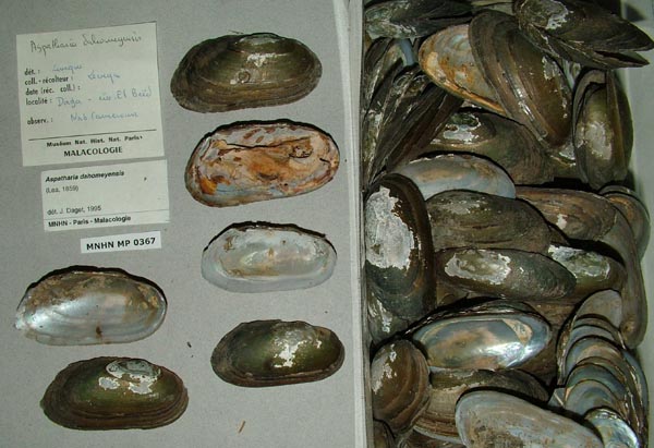 specimen