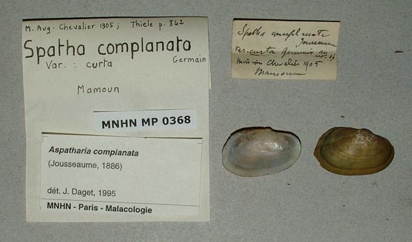 specimen