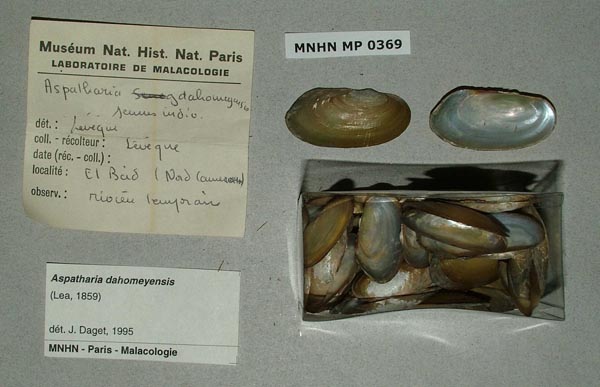 specimen