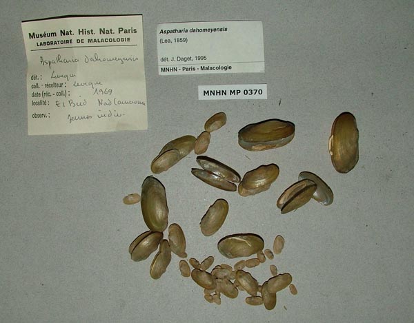 specimen