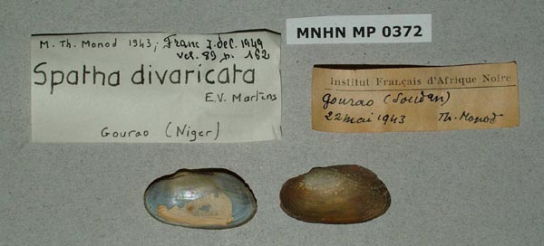 specimen