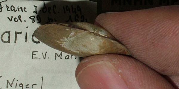 specimen