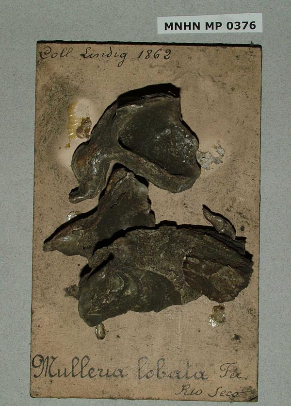specimen