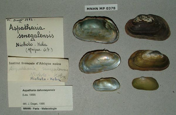 specimen