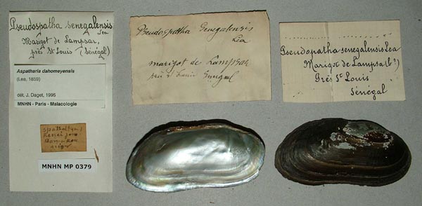 specimen