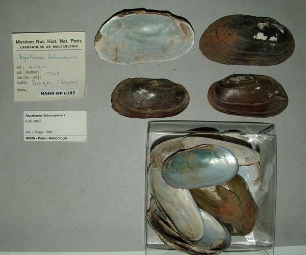 specimen