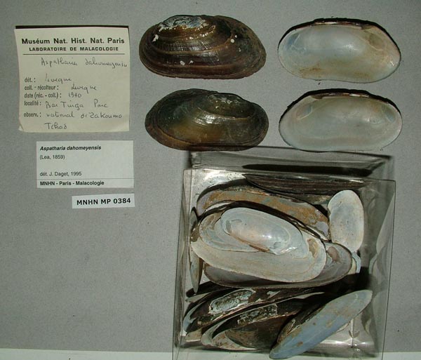 specimen