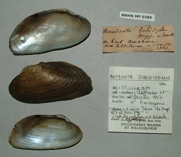 specimen