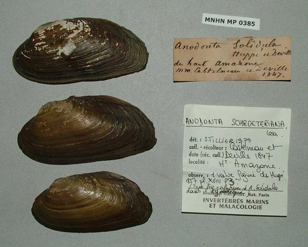 specimen