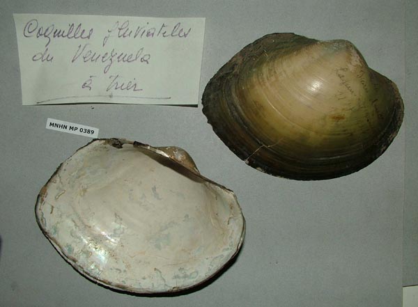 specimen