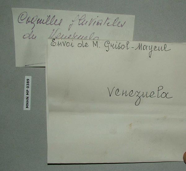 specimen
