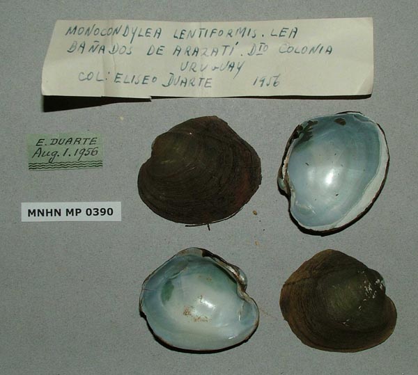 specimen
