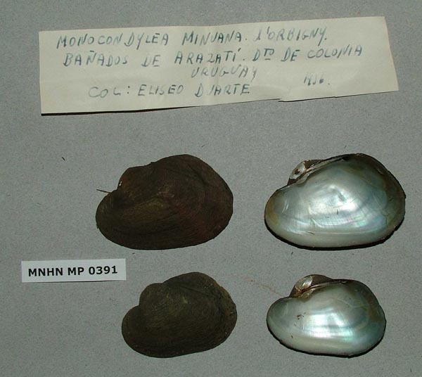 specimen
