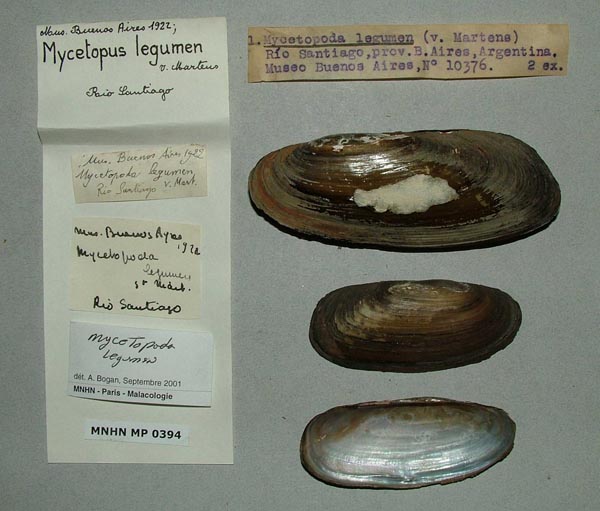 specimen