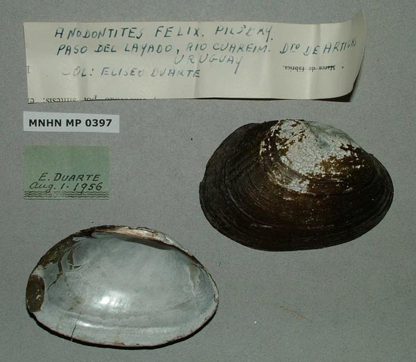 specimen