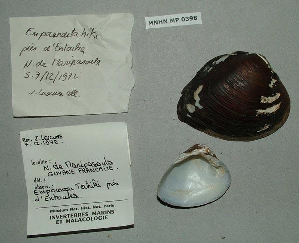 specimen