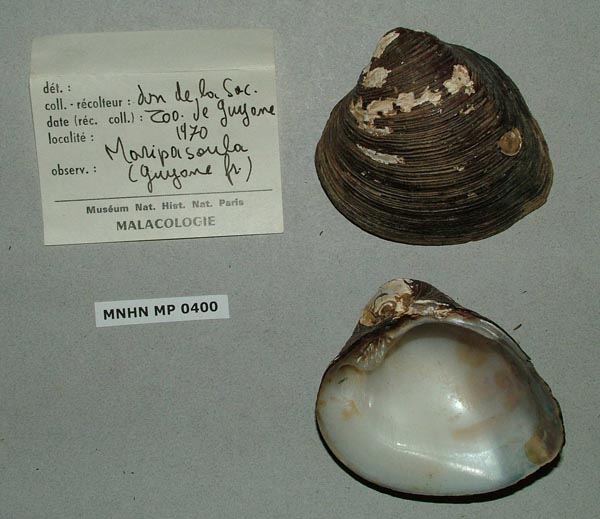 specimen