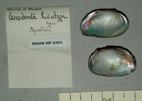 specimen