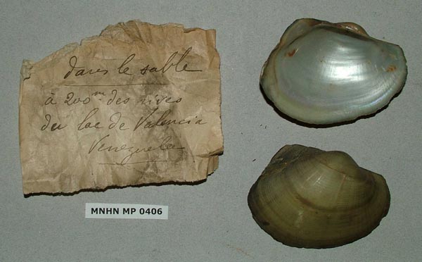 specimen